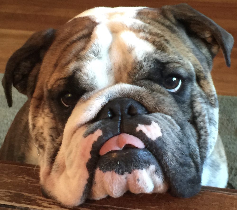 Ty, our English Bulldog